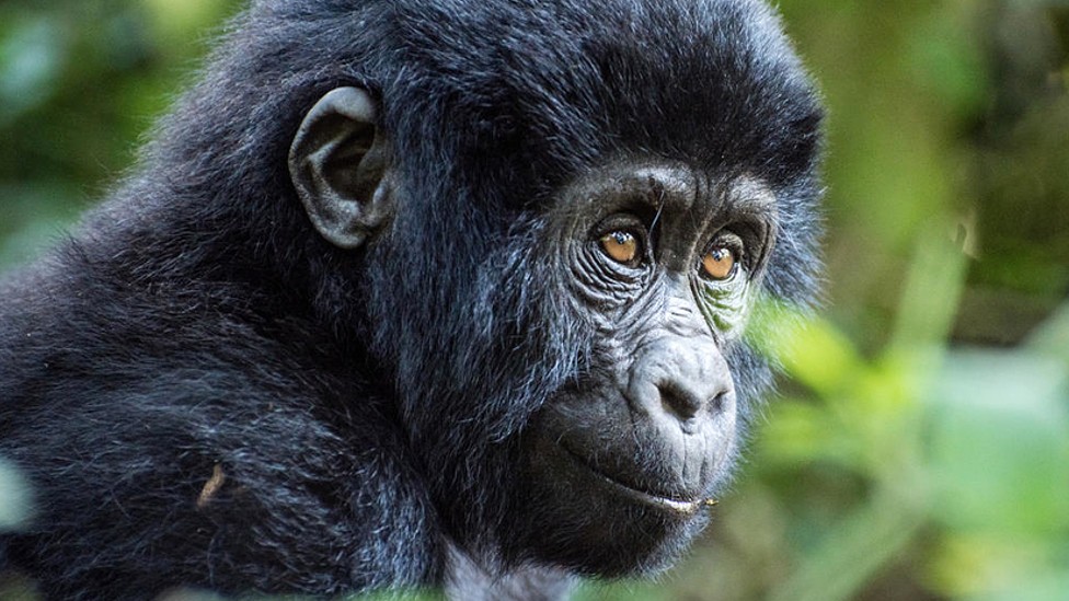 Gorila de montaña en Uganda de la especie Gorilla beringei beringei