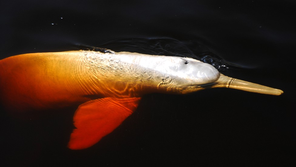 Delfín del Amazonas, Inia geoffrensis, en Novo Airao en el Amazonas