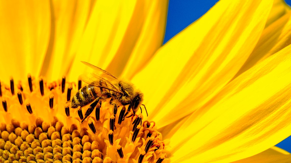 Abeja en una flor de girasol