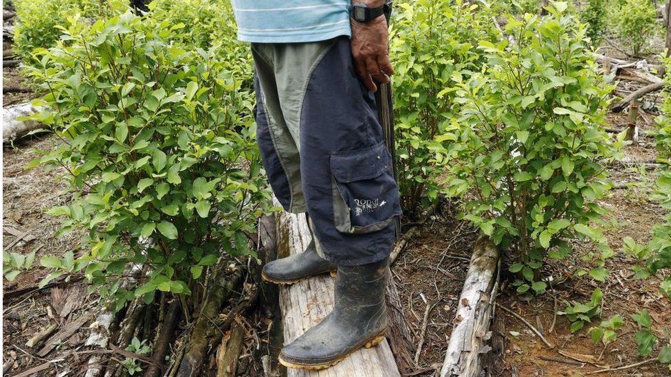 Se ve a un hombre entre cultivos de coca en un área deforestada, en El Retorno, Colombia.
