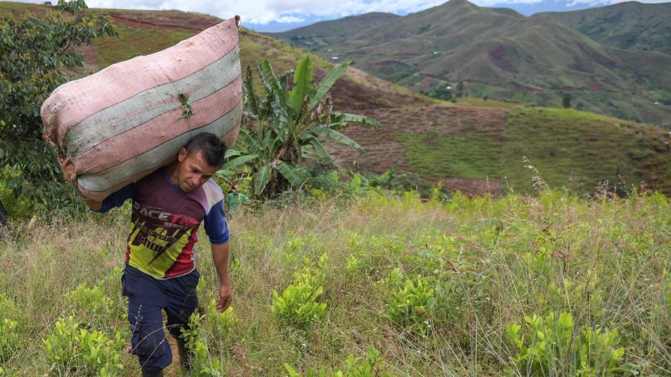 El raspachín colombiano -recolector de hoja de coca- Edison Tovar trabaja en un campo de coca en las montañas del municipio de El Patia, departamento de Cauca.