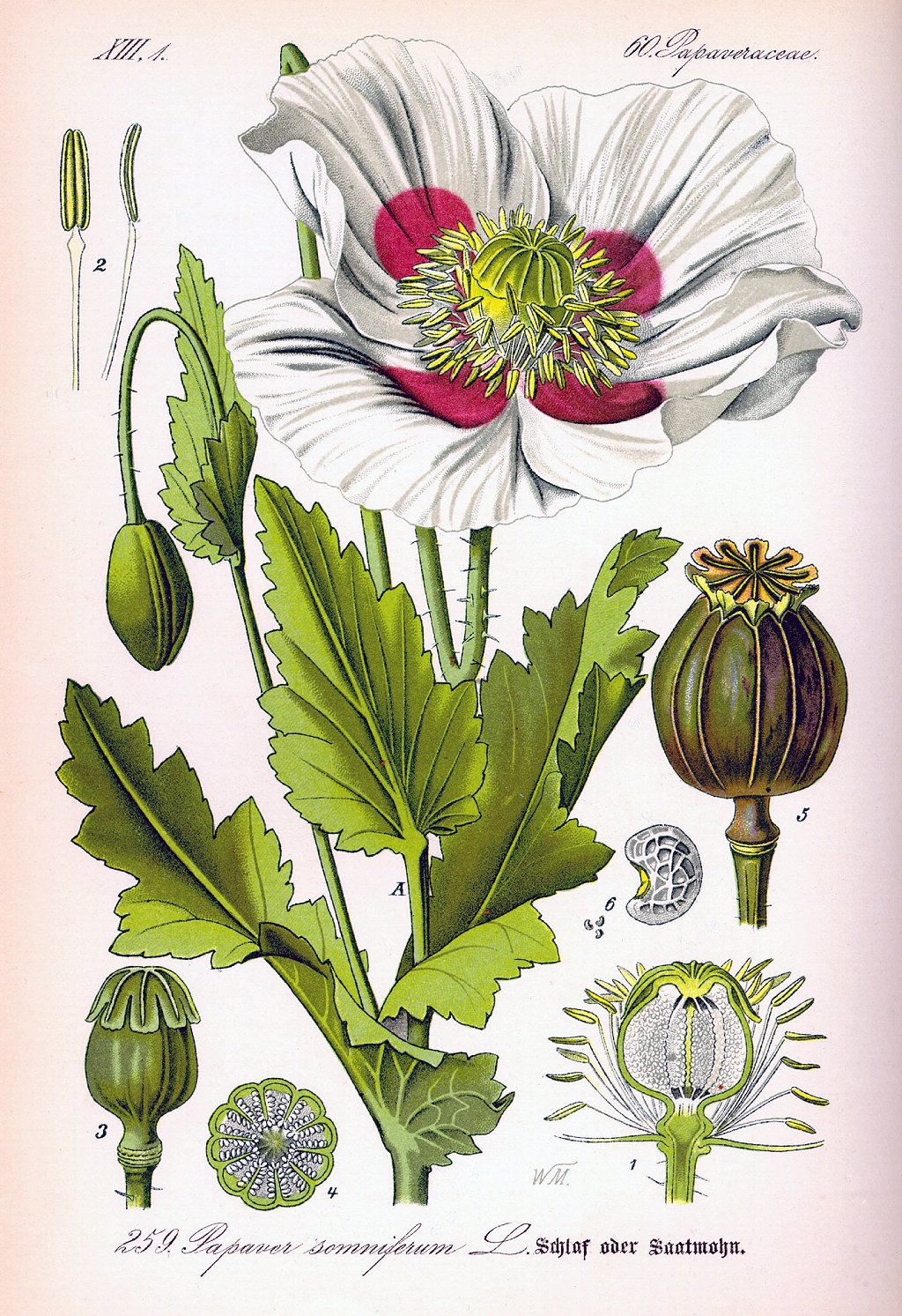 Papaver somniferum