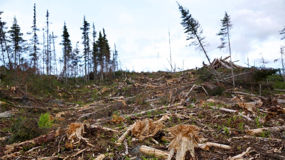 Un bosque talado en Columbia Británica.
