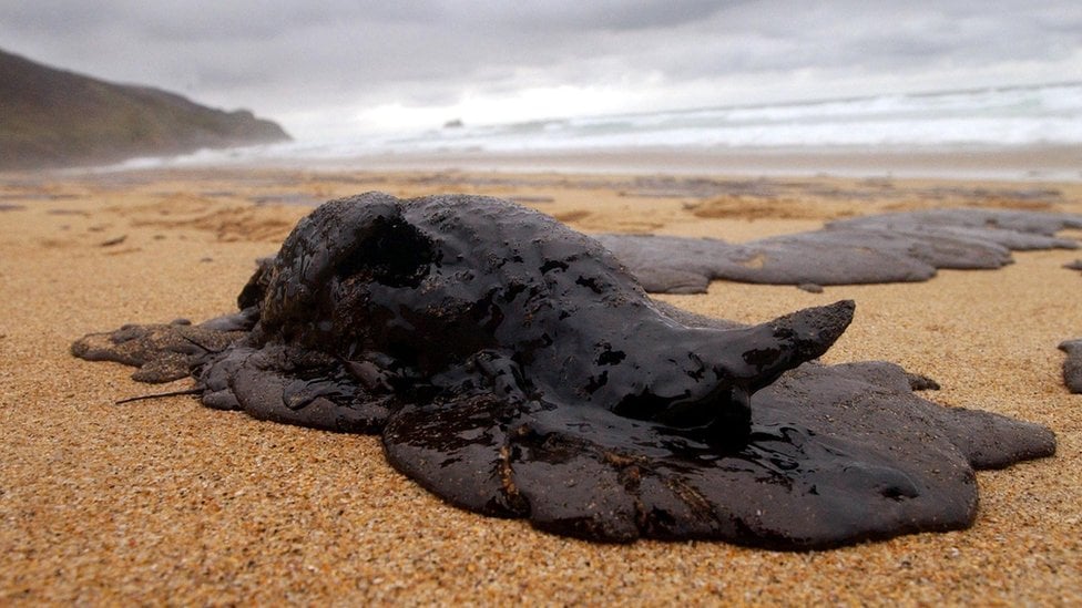 Ave muerta en una playa en Galicia