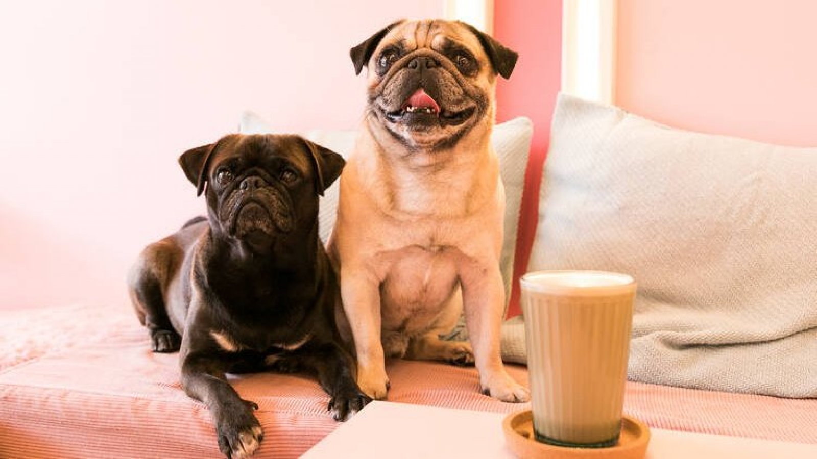 Instagram @CuppaPug