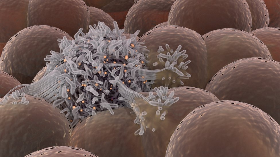 Imagen de virus al microscopio