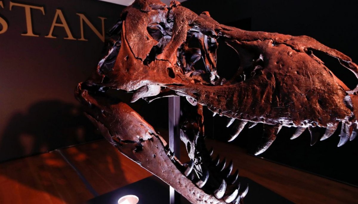 Descubrimiento de extraña ave en China con cabeza de T. Rex ...