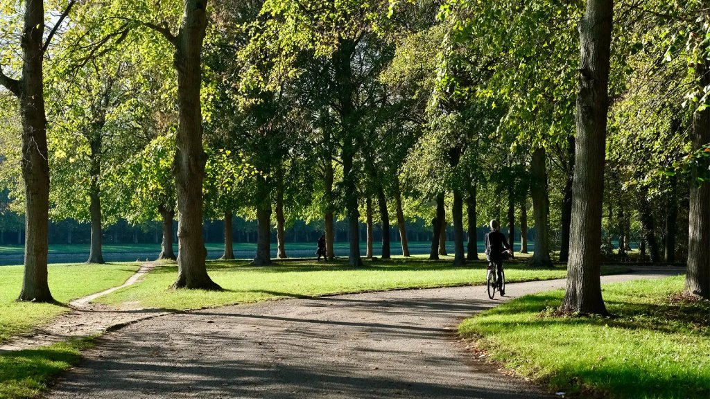 Bosque y alguien en bicicleta