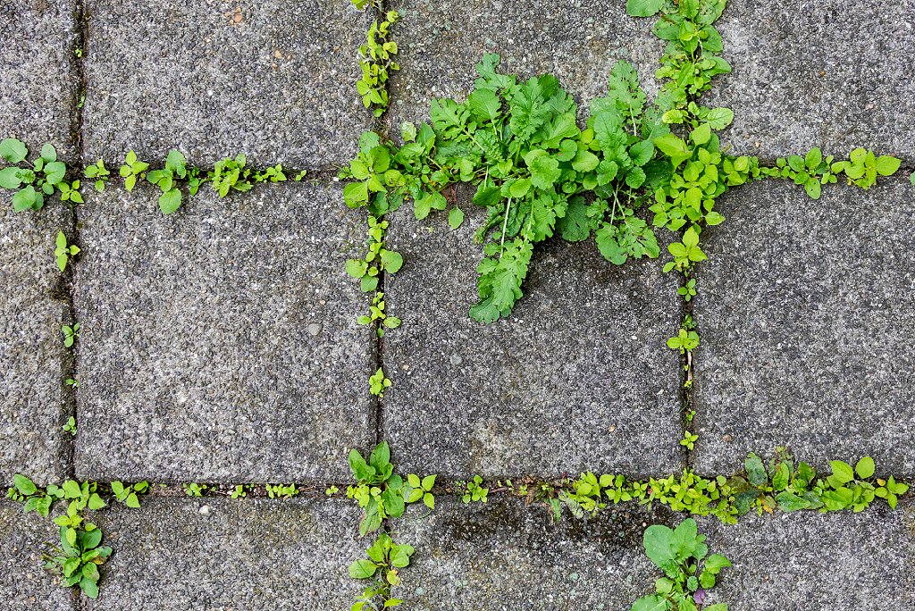 Planta creciendo entre concreto