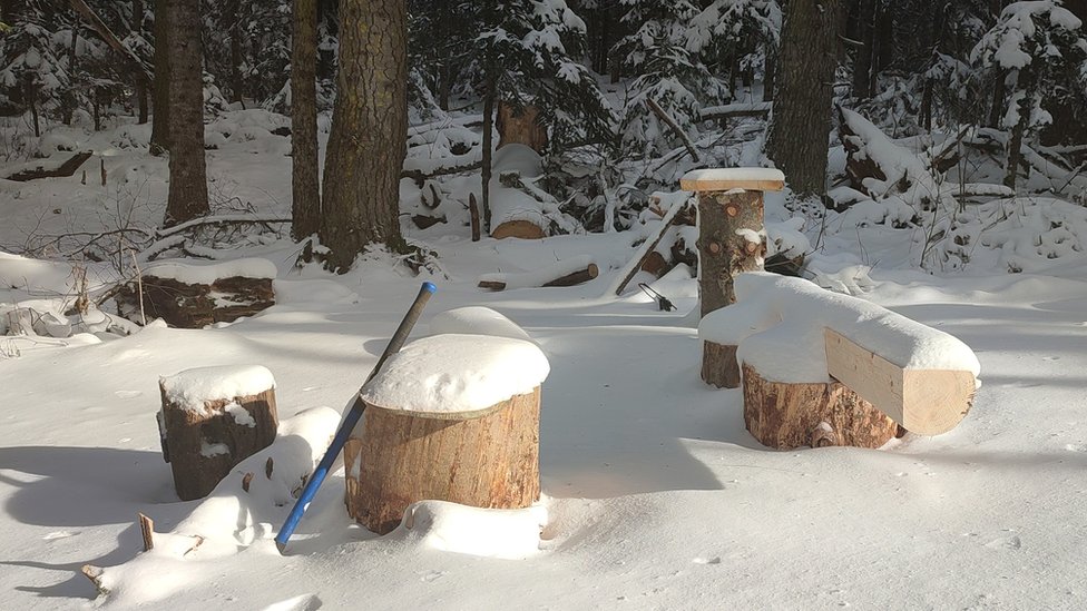 Tocones de árboles cubiertos de nieve.