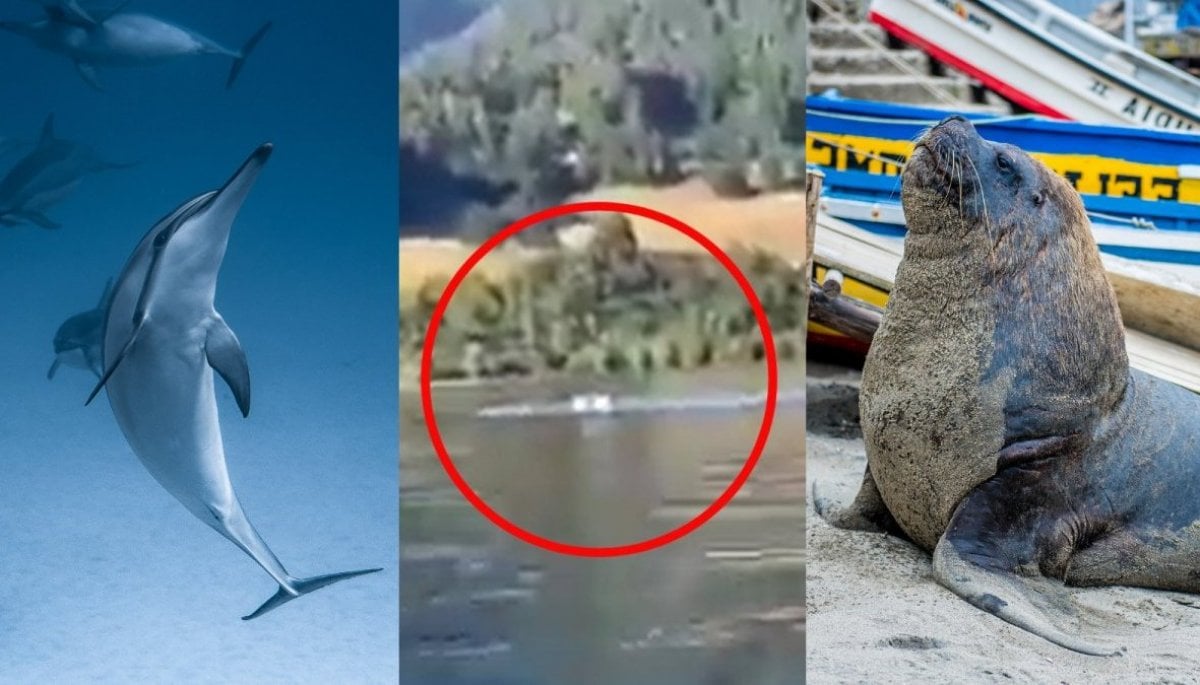 Extraño fenómeno en Lago Ranco experto da posible explicación 24horas