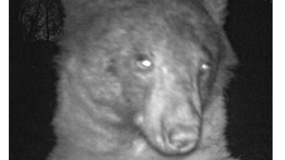 Foto del oso