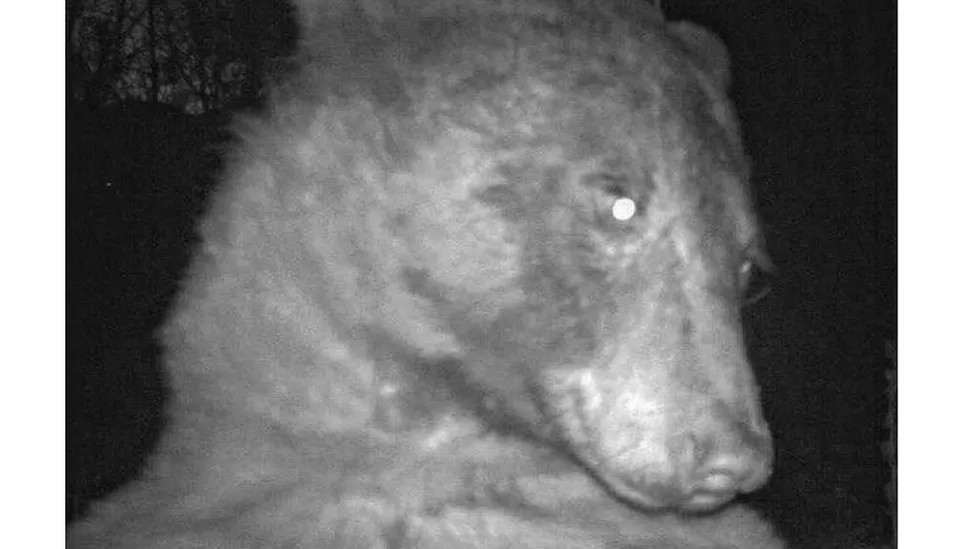 Foto del oso