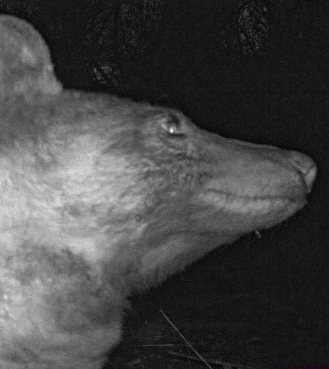 Foto del oso