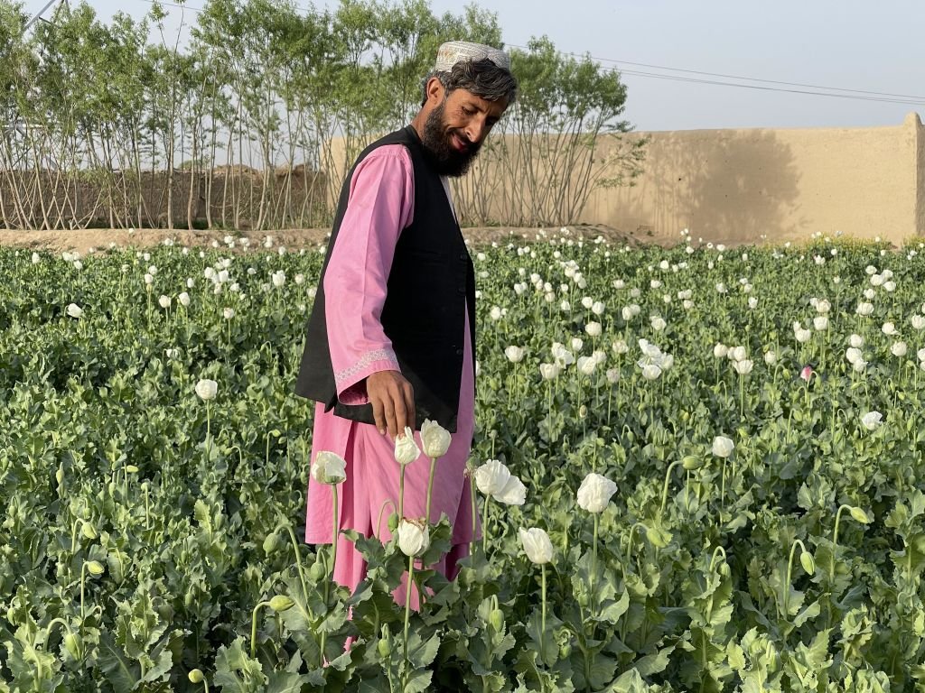 Un agricultor de amapolas de opio en marzo de 2022