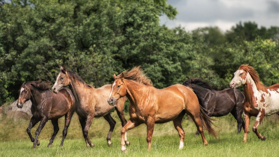 Caballos