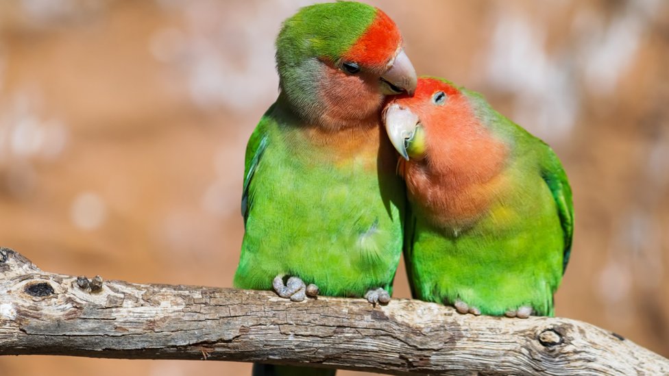 Momento de ternura entre una pareja de loros sentados en una rama sobre fondo borroso