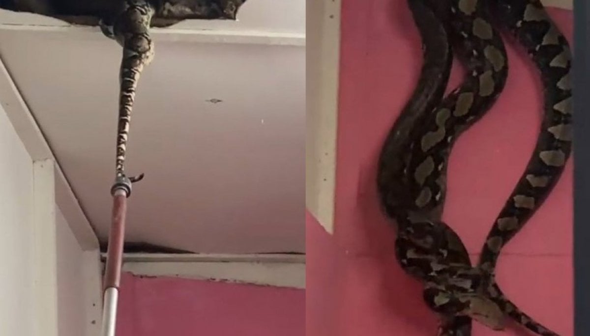 Encuentran dos pitones gigantes en el techo de una casa en Malasia