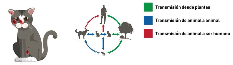 Transmisión del Sporothrix brasiliensis en la vida silvestre y cómo afecta a los gatos y humanos