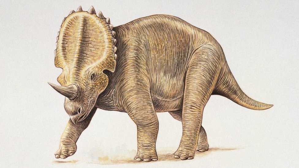 Centrosaurus