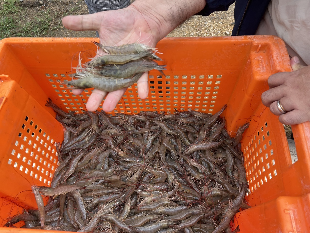 Camarones recién pescados en la granja que visitó BBC Mundo en Taura