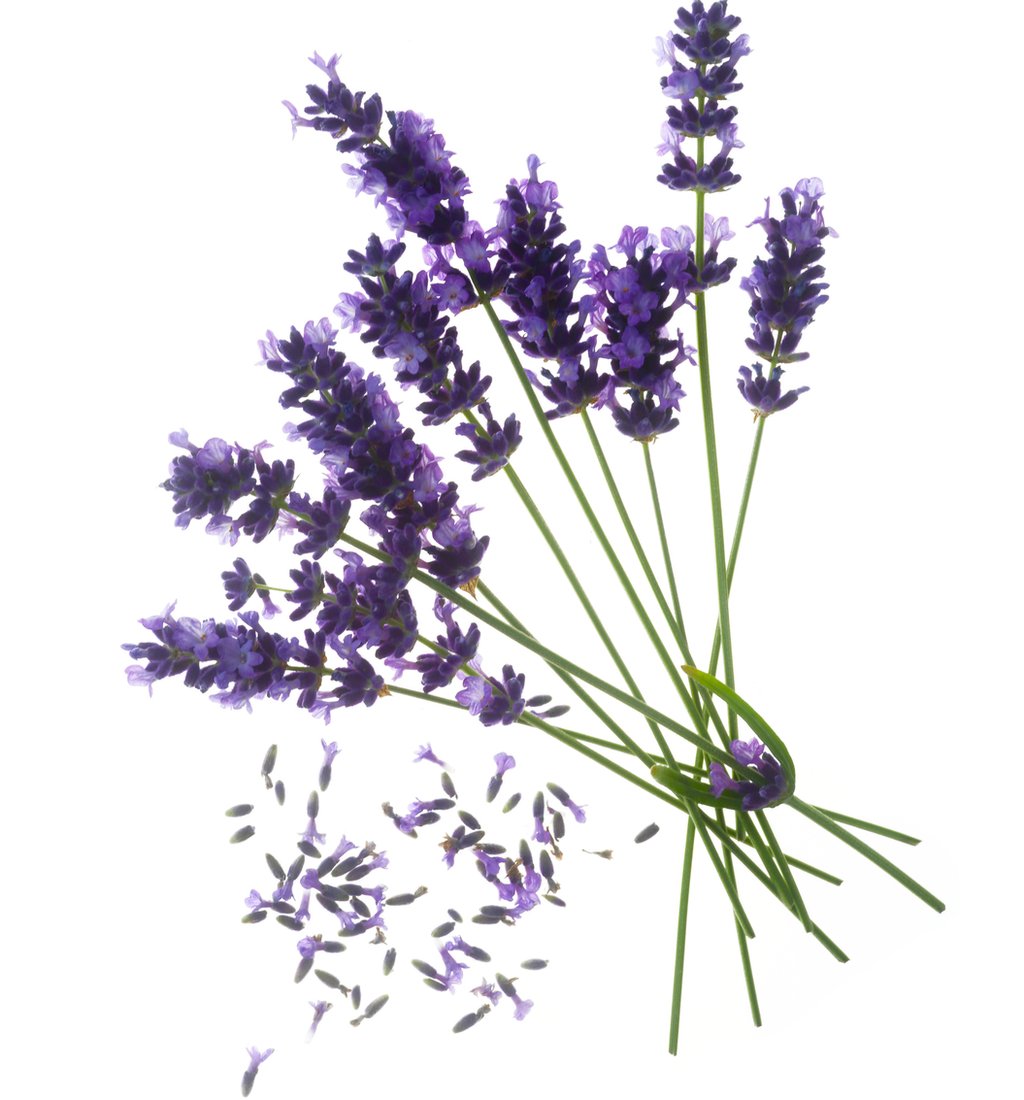 Lavanda
