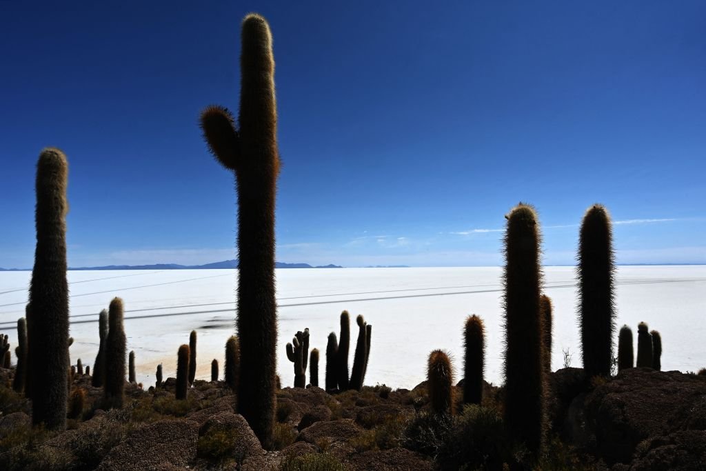 Cactus en el salar de Uyuni, Bolivia.