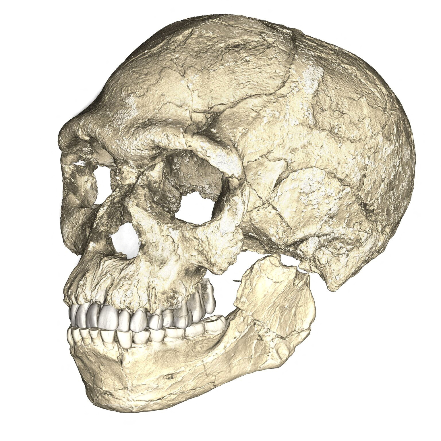 Una reconstrucción compuesta de los primeros fósiles de Homo sapiens conocidos de Jebel Irhoud en Marruecos, basada en escaneos microtomográficos computarizados de múltiples fósiles originales.