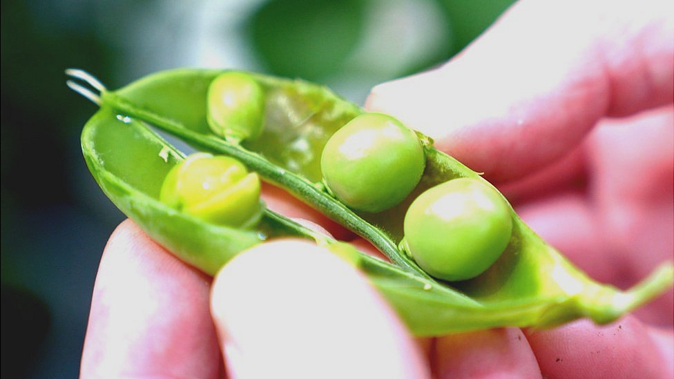 Guisantes