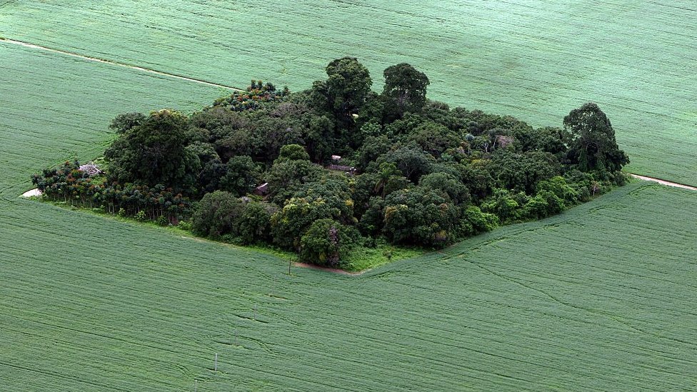 Los cultivos de soja devoran la selva amazónica