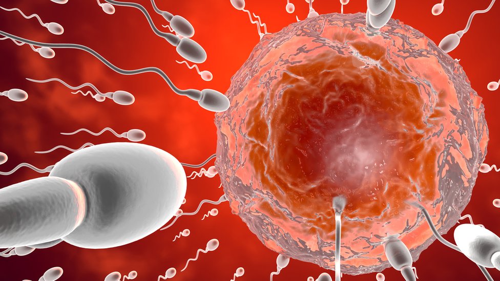 Ilustración de espermatozoides dirigiéndose hacia el óvulo.