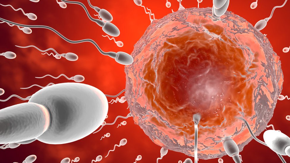 Al Pacino And Robert De Niro: How Old Is Too Old To Be A Father? Illustration Of Sperm Moving Towards The Egg.