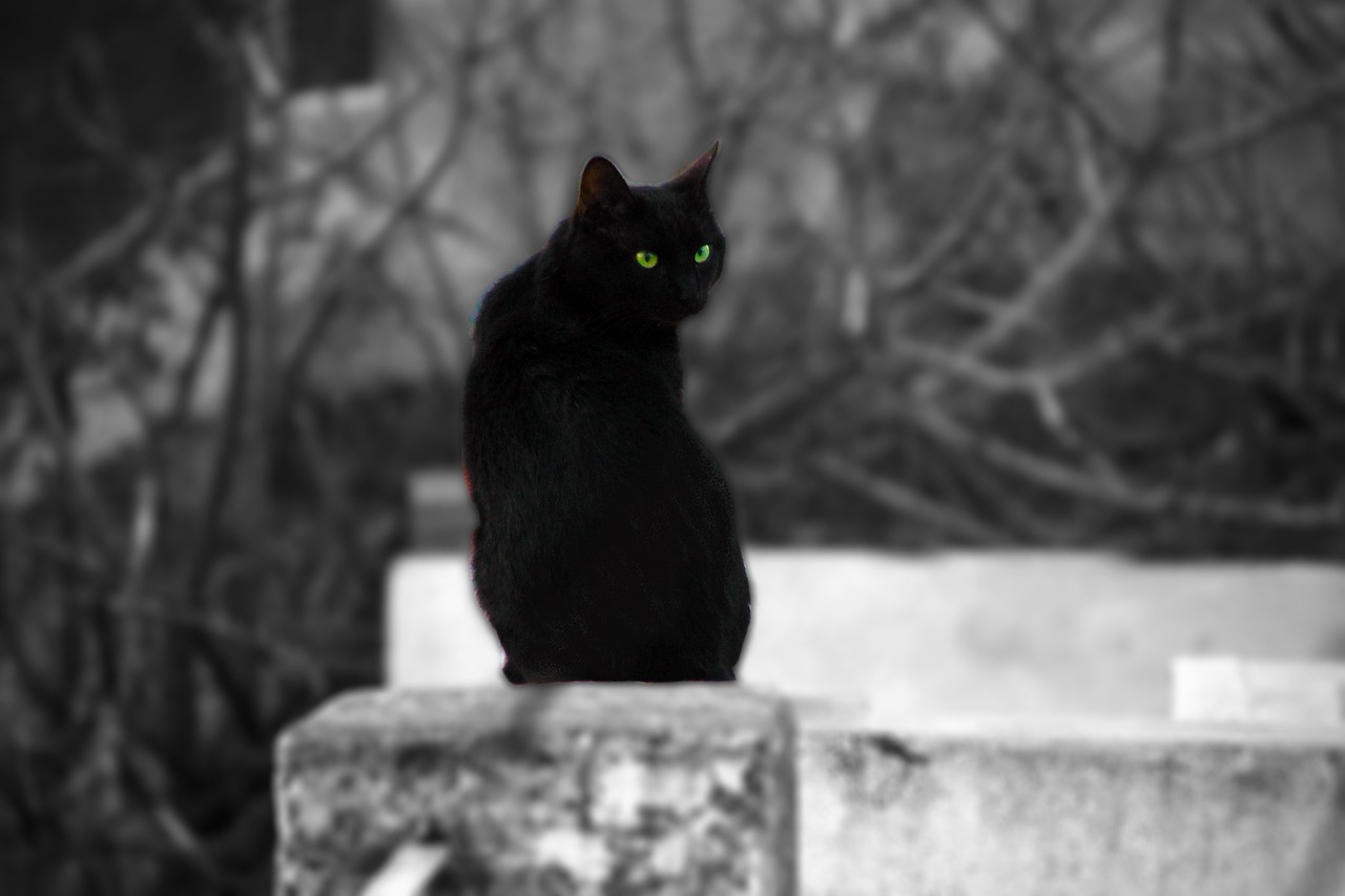 Gato negro representando la mala suerte.