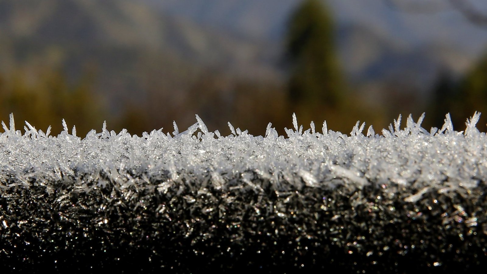 Pasto con hielo tras bajas temperaturas