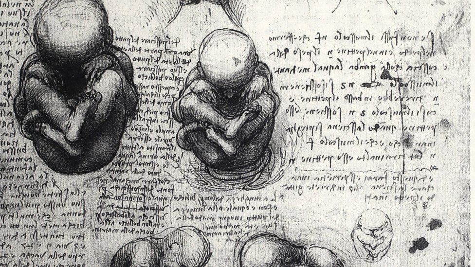 Ilustraciones de fetos hechas por Leonardo