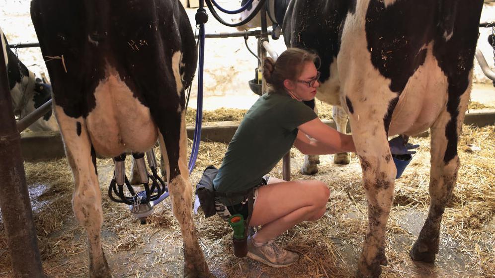 Una adolescente trabajando en un tambo, ordeñando una vaca.
