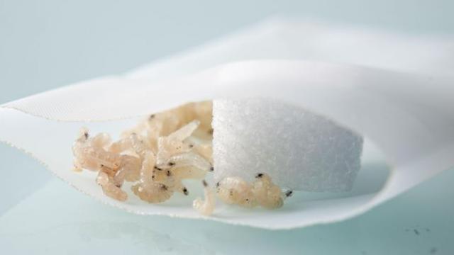 Larvas en una bolsa