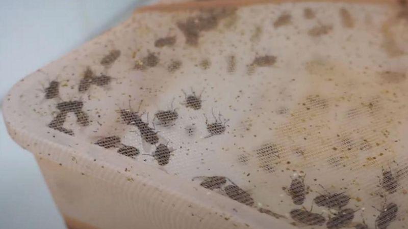 Moscas de la especie Lucilia sericata