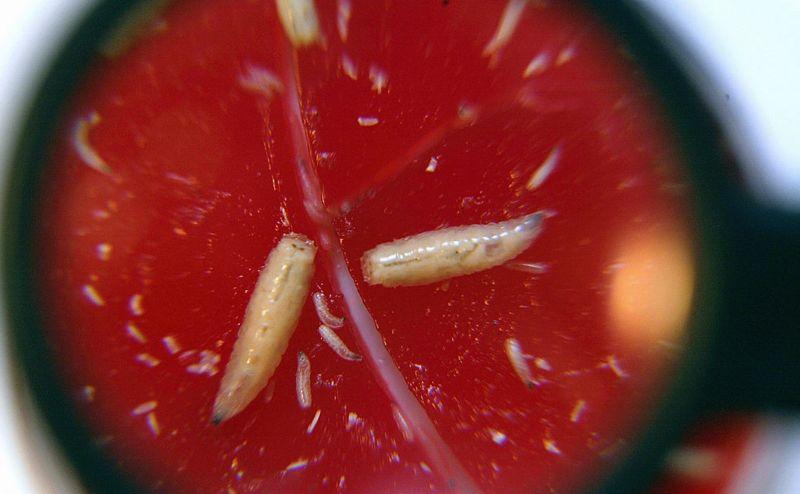 Larvas congeladas