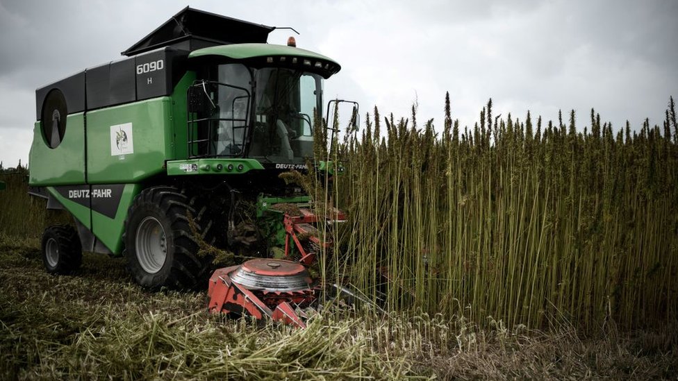 Empleados de Planete Chanvre cosechan cáñamo (cannabis sativa) con fines industriales el 17 de septiembre de 2019 en Maisoncelles-en-Brie.