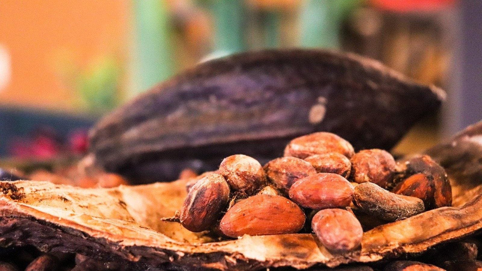 Cacao y semillas de cacao.