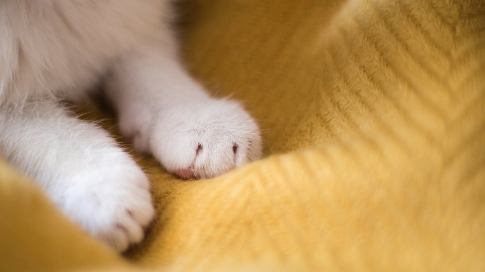 Las patas de un gato sobre una manta