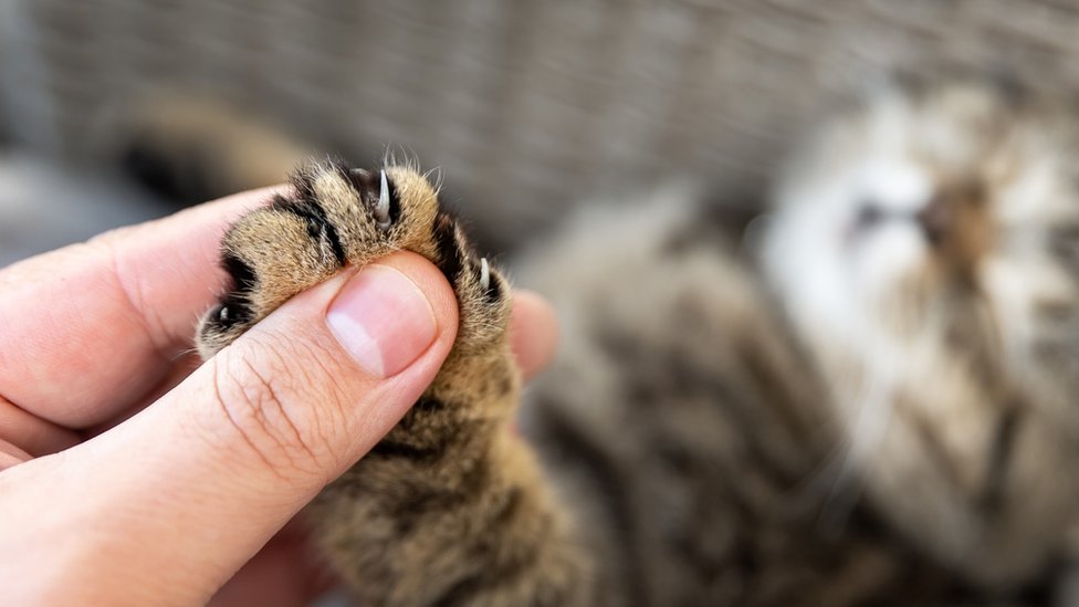 Las garraste de un gato