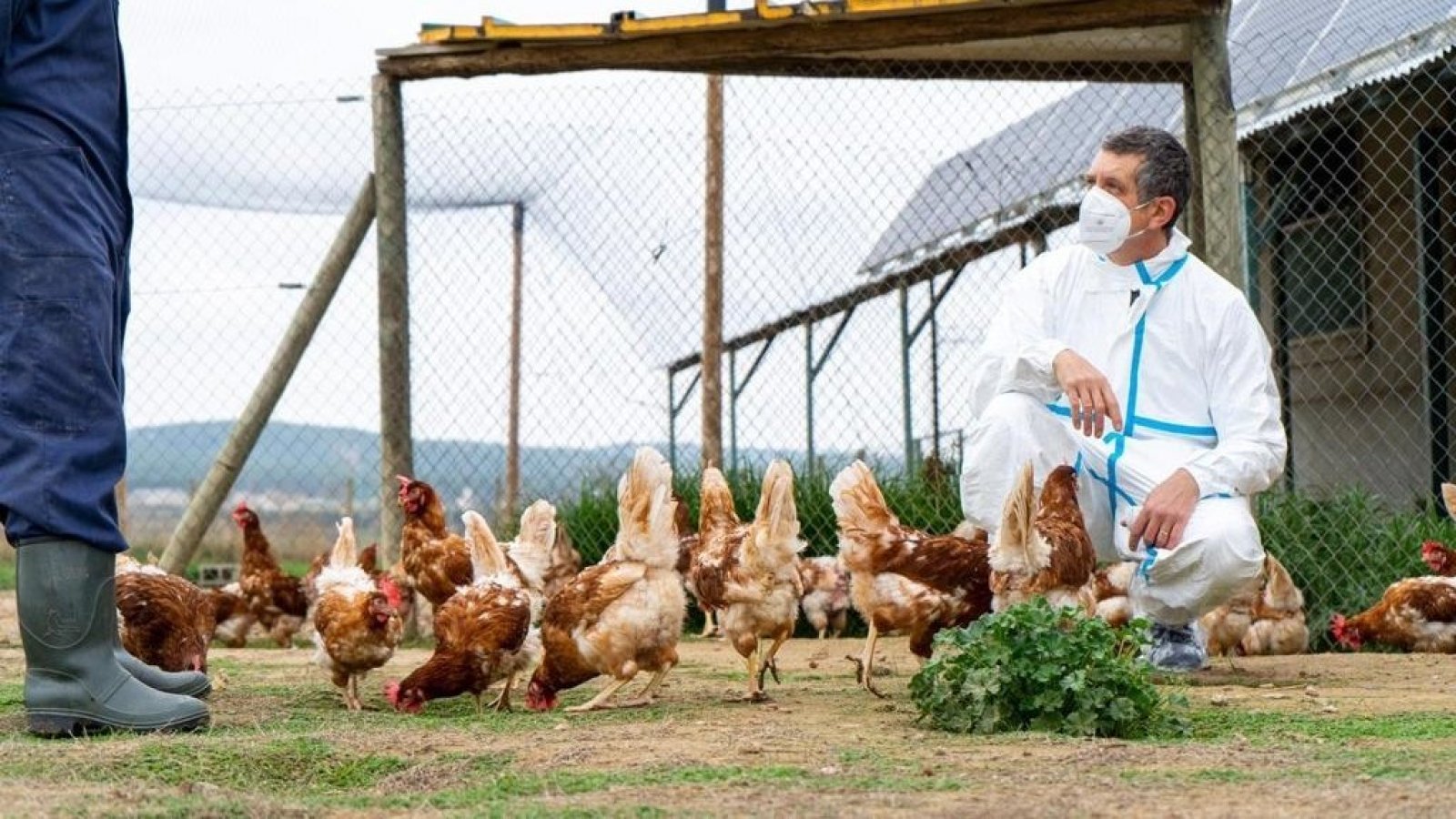 Investigador analizando aves con gripe aviar.