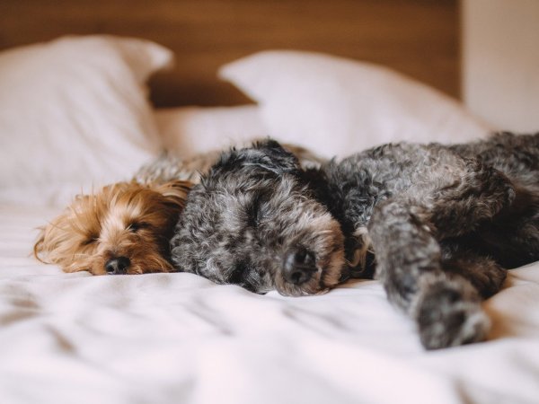 Dos perros recostados en una cama.