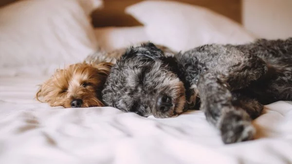 Dos perros recostados en una cama.