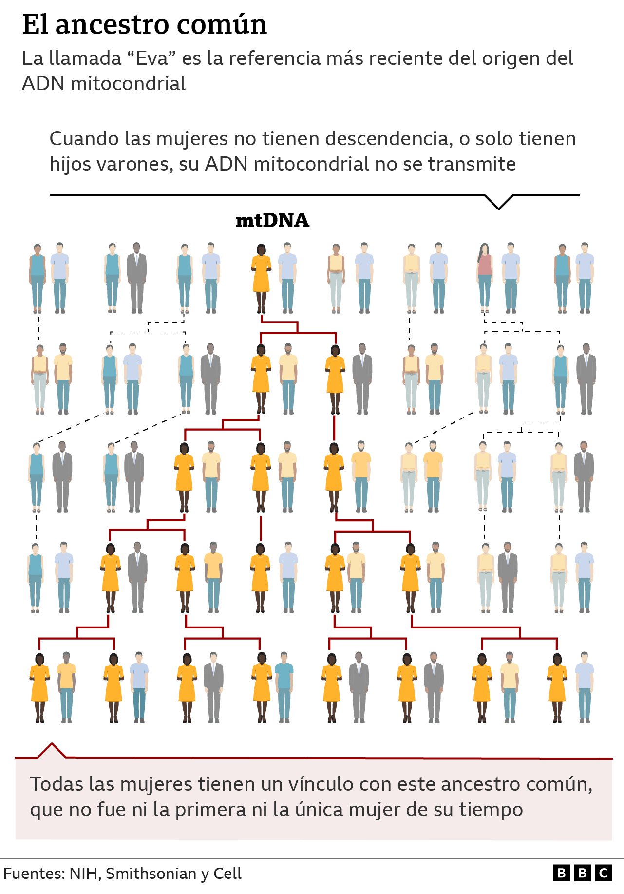 Gráfico muestra la descendencia de un ancestro común