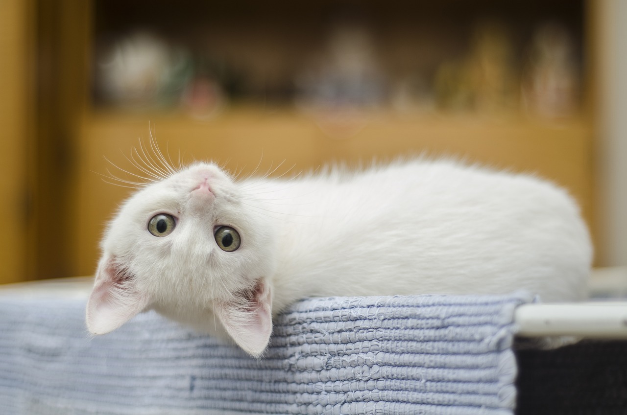 Gato mirando a la cámara.