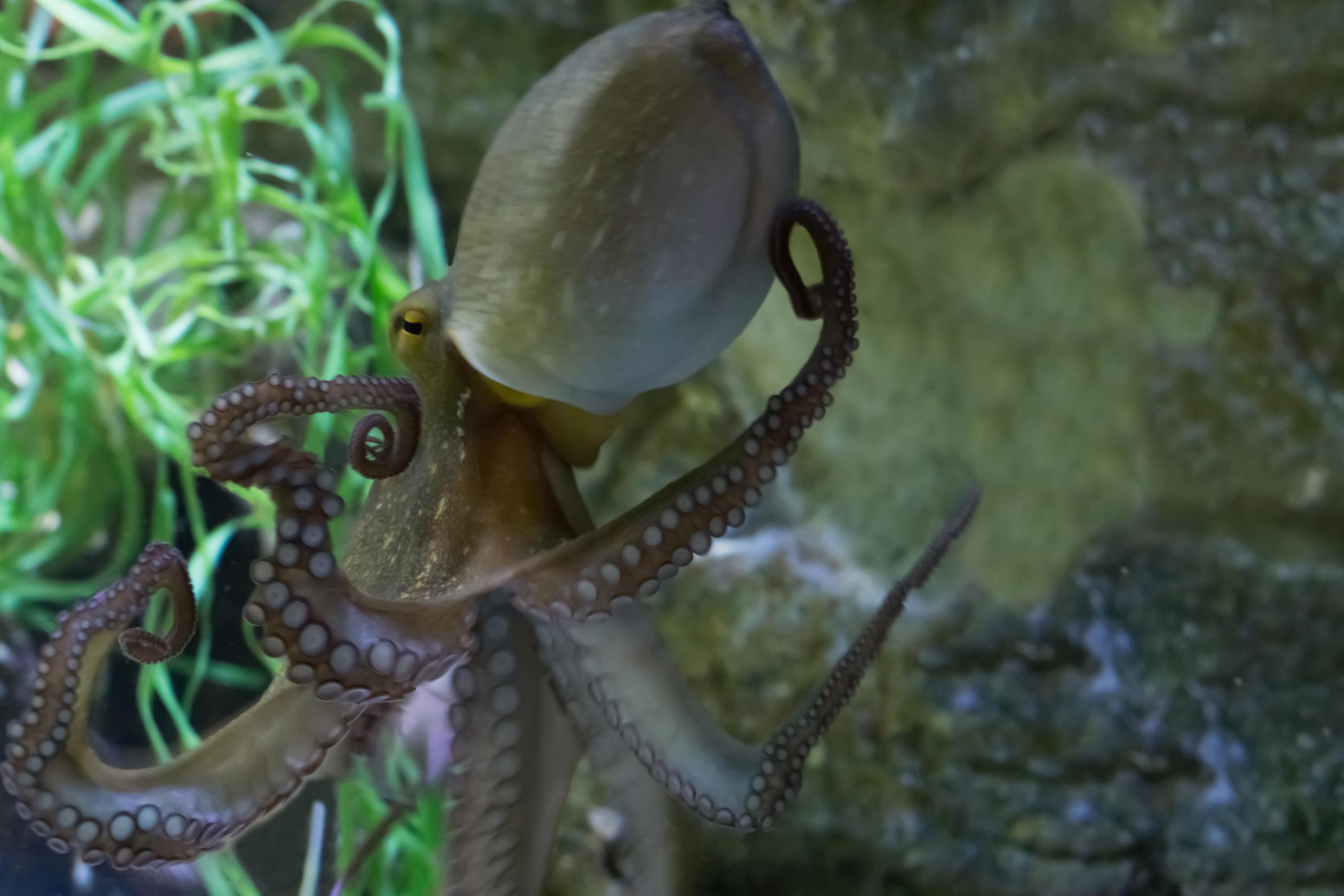 Pulpo