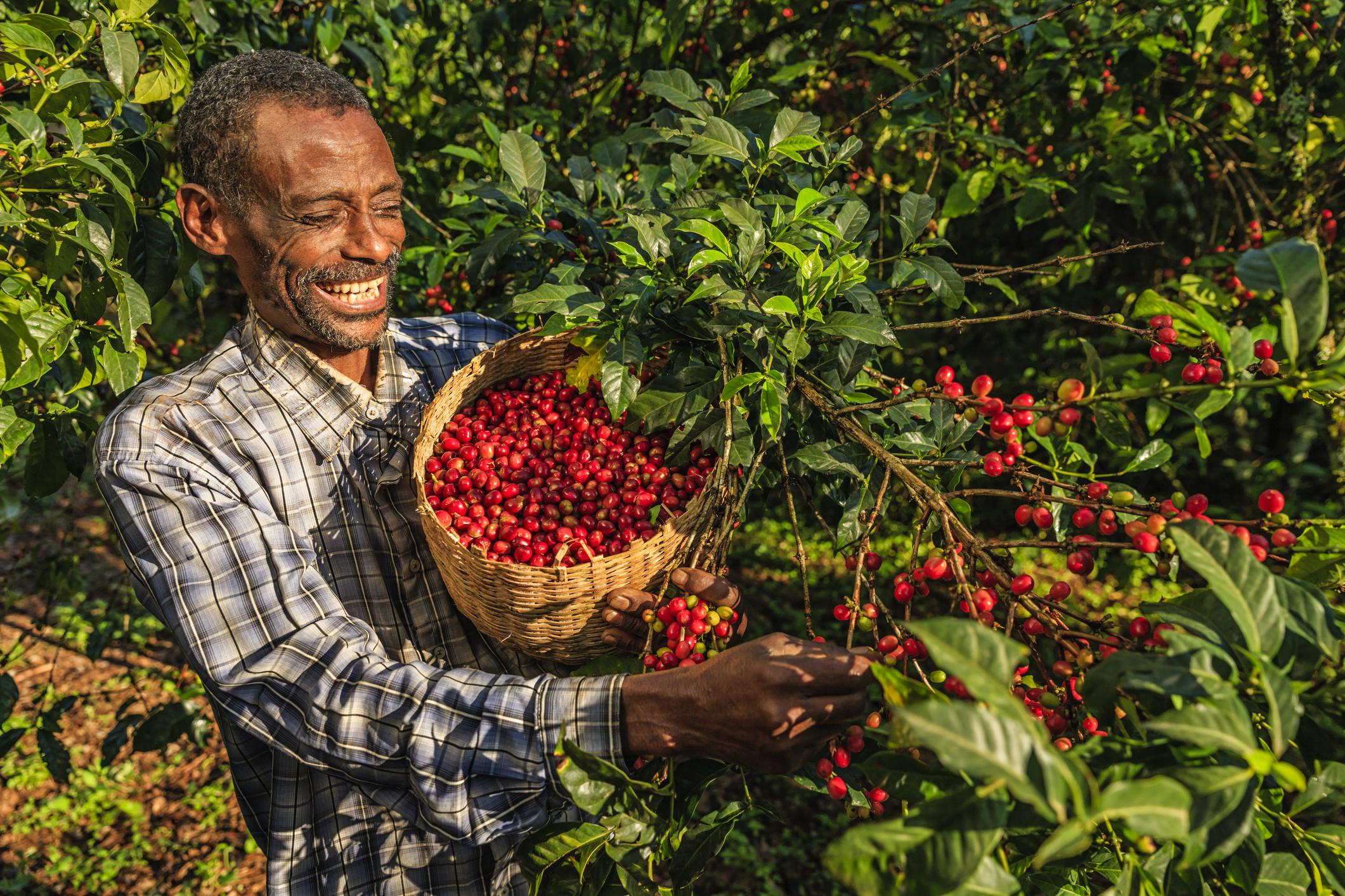 Un agricultor cosechando granos de café.